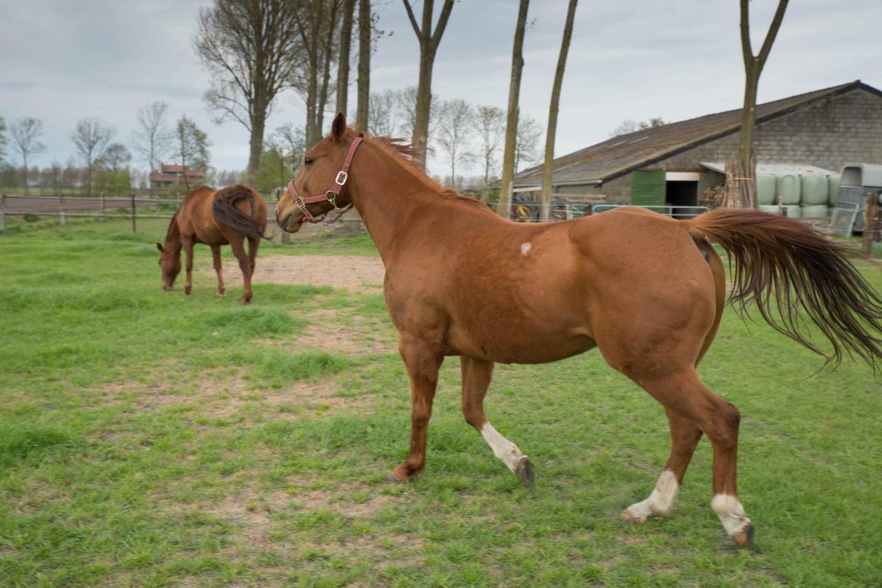 Вилла Boeren Biezen Bed Landelijk Экстерьер фото