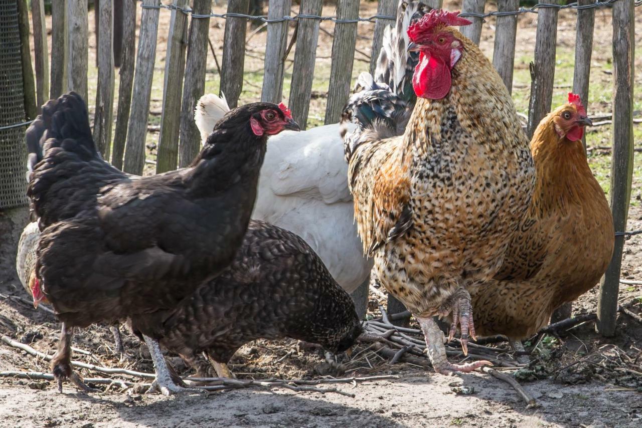 Вилла Boeren Biezen Bed Landelijk Экстерьер фото